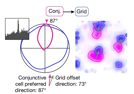 Open access visualization of Microscopy, Line Plot, Bar Plot, Workflow, Cell Pair
