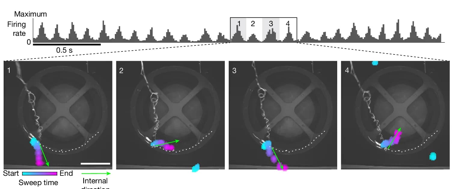 Open access visualization of Bar Plot, Photo, Microscopy, Sweeps, Internal Direction