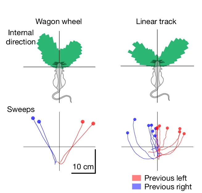 Open access visualization of Scatter Plot, Head-Centred Distribution, LMT Internal Direction, Wagon-Wheel Track, Linear Track
