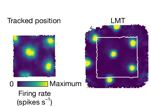 Open access visualization of Heatmap, Firing-Rate Maps, Grid Cell, Open-Field Session, LMT Model