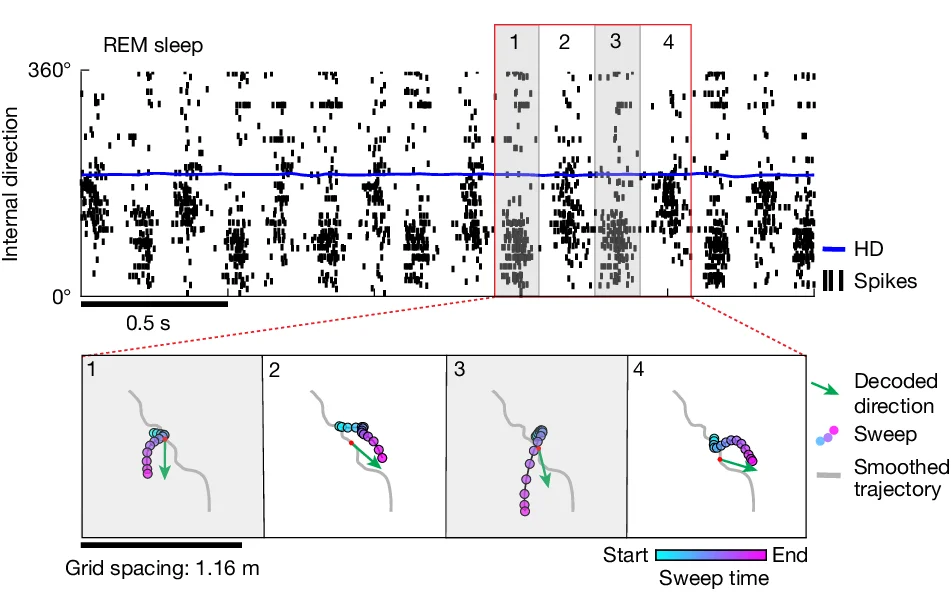 Open access visualization of Scatter Plot, REM Sleep, Raster Plot, Spike Times, Internal Direction Cells