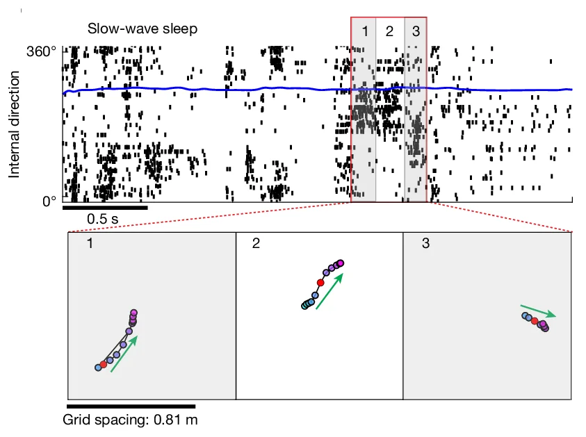 Open access visualization of Scatter Plot, Line Plot, SWS, Raster Plot, Internal Direction Cells