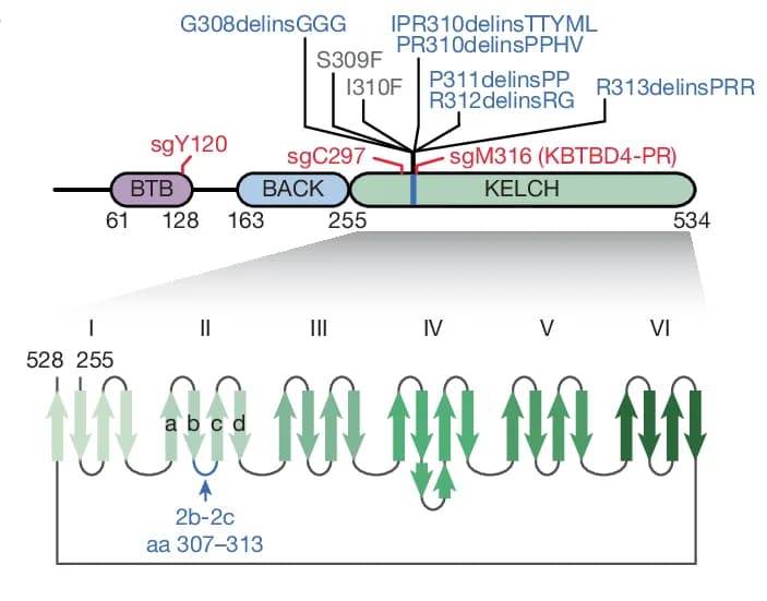 Open access visualization of Illustration, Workflow, KBTBD4, Protein Domains, MB Mutations