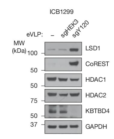 Open access visualization of Gel, Immunoblots, ICB1299, Transduction, eVLPs