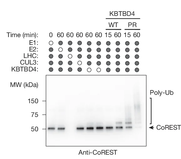 Open access visualization of Gel, Immunoblots, In Vitro Ubiquitination Assays, CRL3 KBTBD4 WT, CRL3 KBTBD4 PR