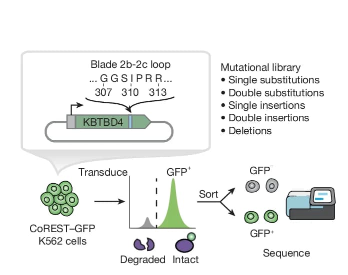 Open access visualization of Workflow, Flowchart, Line Plot, Illustration, KBTBD4