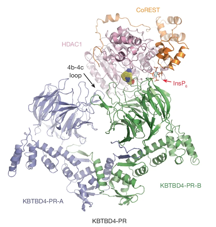 Open access visualization of Protein Structure, Ribbon Diagram, KBTBD4-PR, HDAC1, CoREST