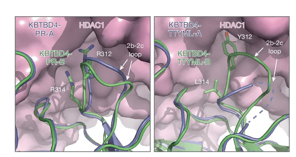 Open access visualization of Protein Structure, Close-up View, 2b-2c Loops, KBTBD4-A, KBTBD4-B