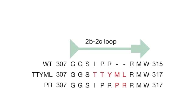 Open access visualization of Workflow, Illustration, Alignment, KBTBD4-WT, PR
