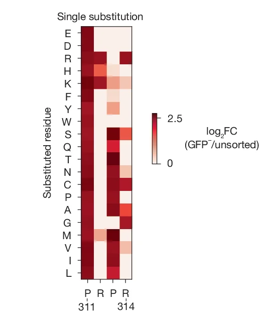 Open access visualization of Heatmap, Single Substitution, DMS, GFP- Cells, Mutated Amino Acid