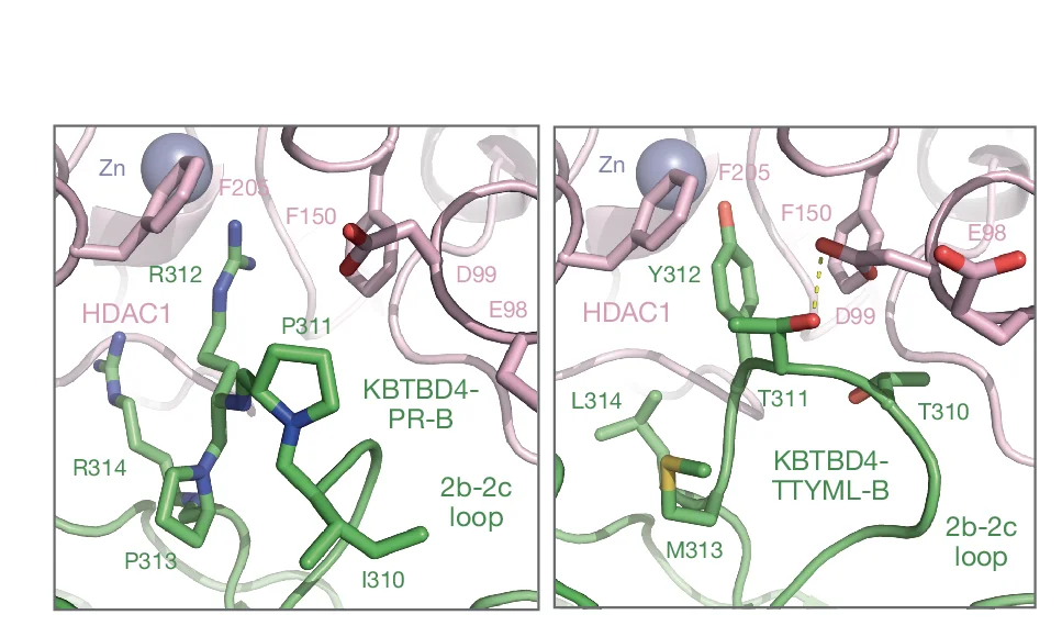 Open access visualization of Protein Structure, Chemical Structure, Close-up View, Interface, HDAC1