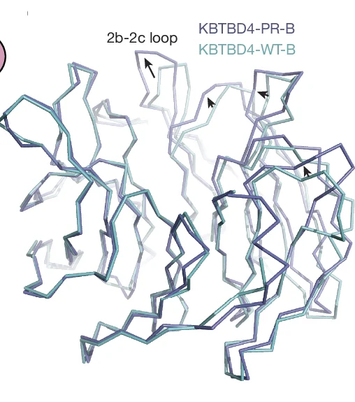Open access visualization of Protein Structure, Superposition Analysis, Beta-Propellers, KBTBD4-WT, KBTBD4-PR