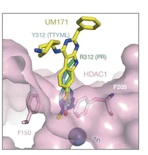 Open access visualization of Protein Structure, Chemical Structure, Comparison, UM171, KBTBD4-TTYML-B
