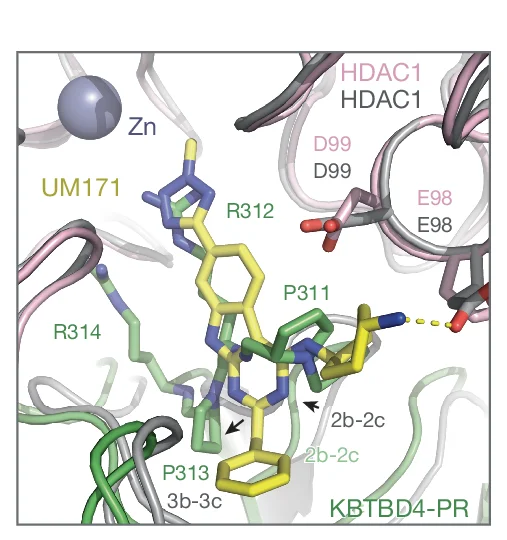 Open access visualization of Protein Structure, Chemical Structure, Comparison, UM171, 2b-2c Loop
