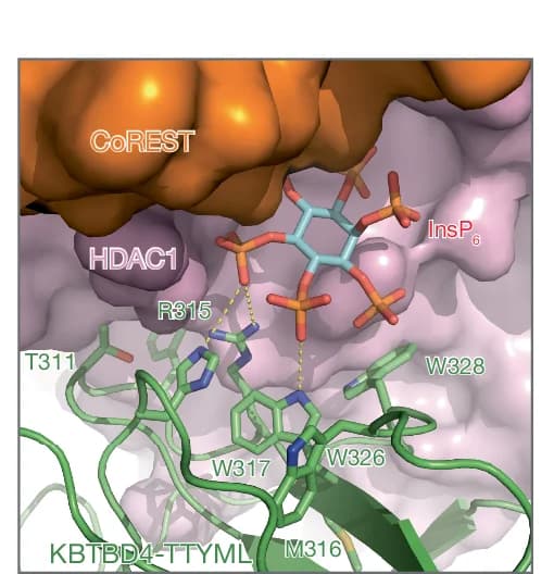 Open access visualization of Protein Structure, Chemical Structure, Close-up View, Inter-Molecular Interfaces, KBTBD4-TTYML