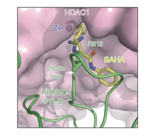 Open access visualization of Protein Structure, Chemical Structure, Steric Clash, SAHA, Arginine Residue