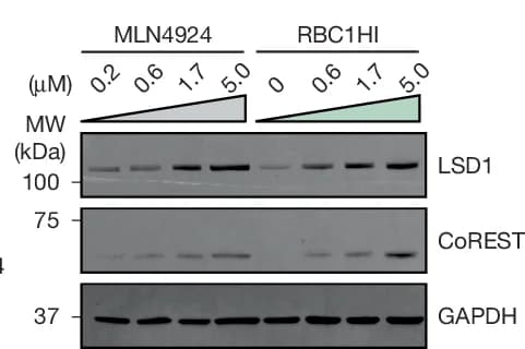 Open access visualization of Gel, Immunoblots, LSD1, CoREST, GAPDH