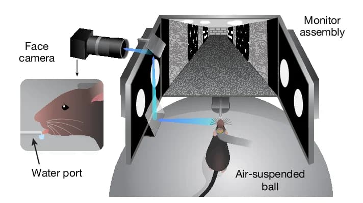 Open access visualization of Illustration, Virtual Reality, Behavioral Setup, Task Illustration