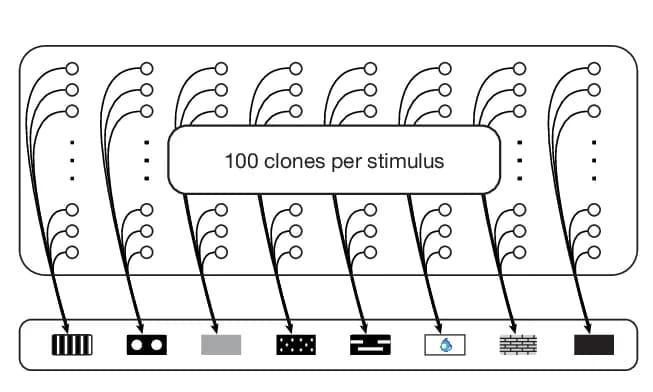 Open access visualization of Workflow, Flowchart, Illustration, CSCG Diagram, Clones