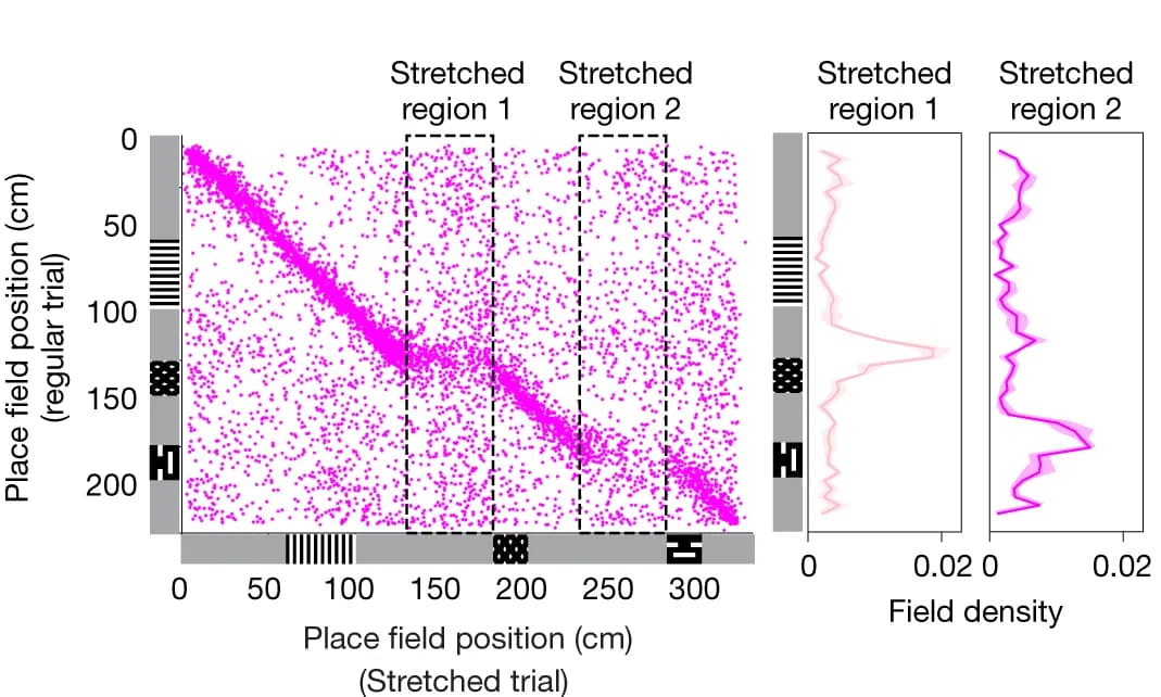 Open access visualization of Scatter Plot, Line Plot, Density Plot, Place Field Locations, Trials