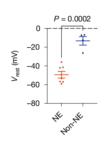 Open access visualization of Scatter Plot, Error Bars, Resting Membrane Potentials, SCLC Cells, Whole-cell Mode