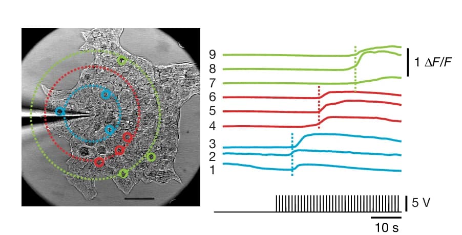 Open access visualization of Line Plot, Microscopy, Calcium Waves, GCaMP6m-expressing NE Cells, Patch Pipette