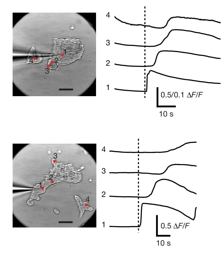Open access visualization of Line Plot, Microscopy, Propagating Waves, Extracellular Voltage-Stimulating Pulses, Patch Pipette