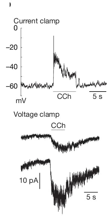Open access visualization of Line Plot, CCh Application, NE Cells, Current-Clamp Responses, Inward Currents