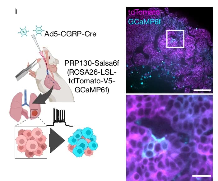 Open access visualization of Microscopy, Illustration, Workflow, Line Plot, Ex Vivo Imaging