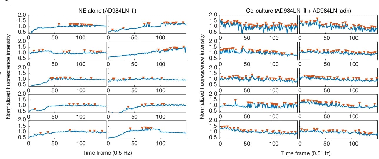 Open access visualization of Line Plot, Error Bars, Calcium Imaging, NE Cells, Calcium Signal