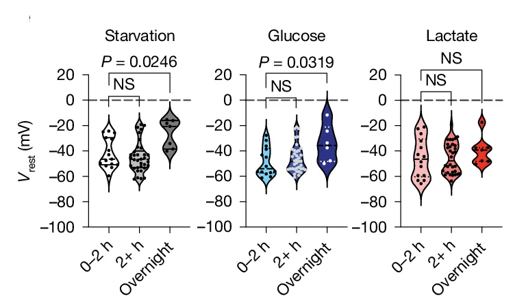 Open access visualization of Violin Plot, Scatter Plot, Patch-Clamp Recording, NE Cells, Resting Membrane Potential