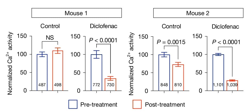 Open access visualization of Bar Plot, Error Bars, Clustered, Western Blot, HES1