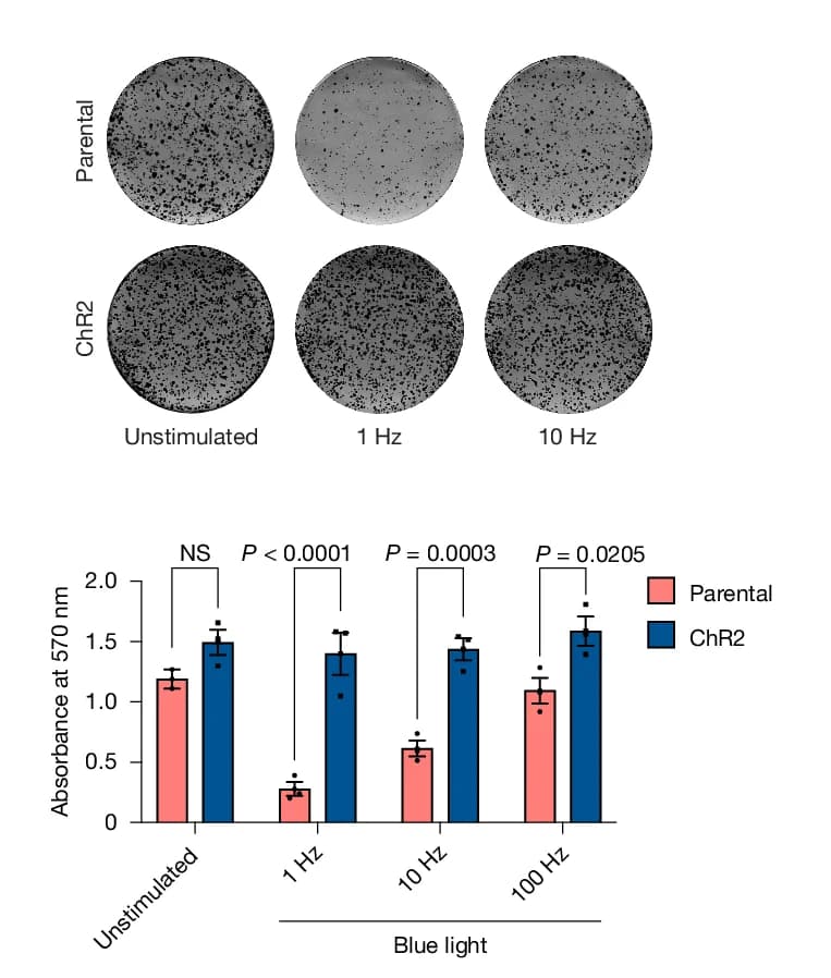 Open access visualization of Bar Plot, Error Bars, Photo, Clustered, Colony Formation Assay