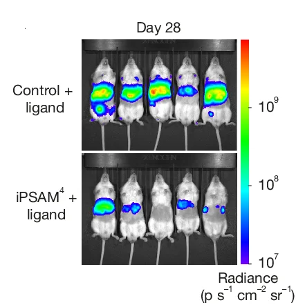 Open access visualization of Photo, Chemogenetic Suppression, NE Electrical Activity, Liver Metastasis Assay, iPSAM 4