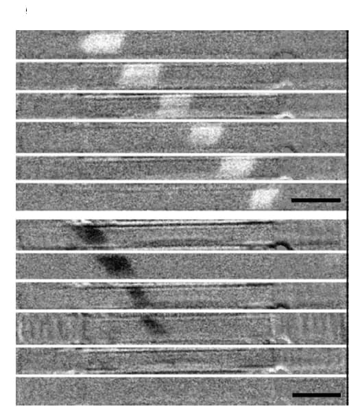 Open access visualization of Microscopy, Kerr Microscope, Domain Walls, Twisted Ribbon