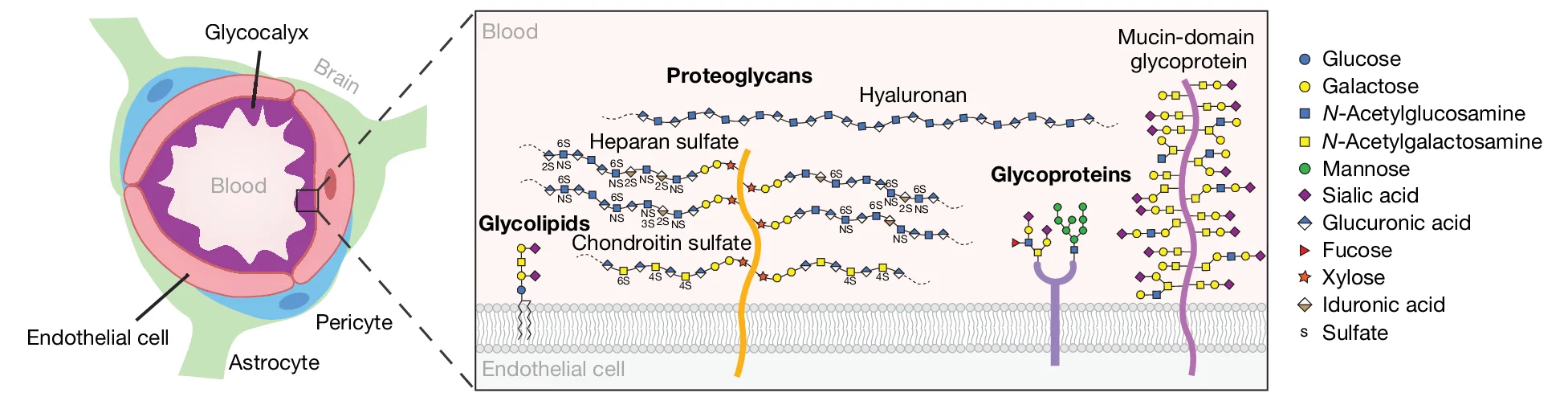 Open access visualization of Illustration, Blood-Brain Barrier, Brain Endothelial Glycocalyx Layer