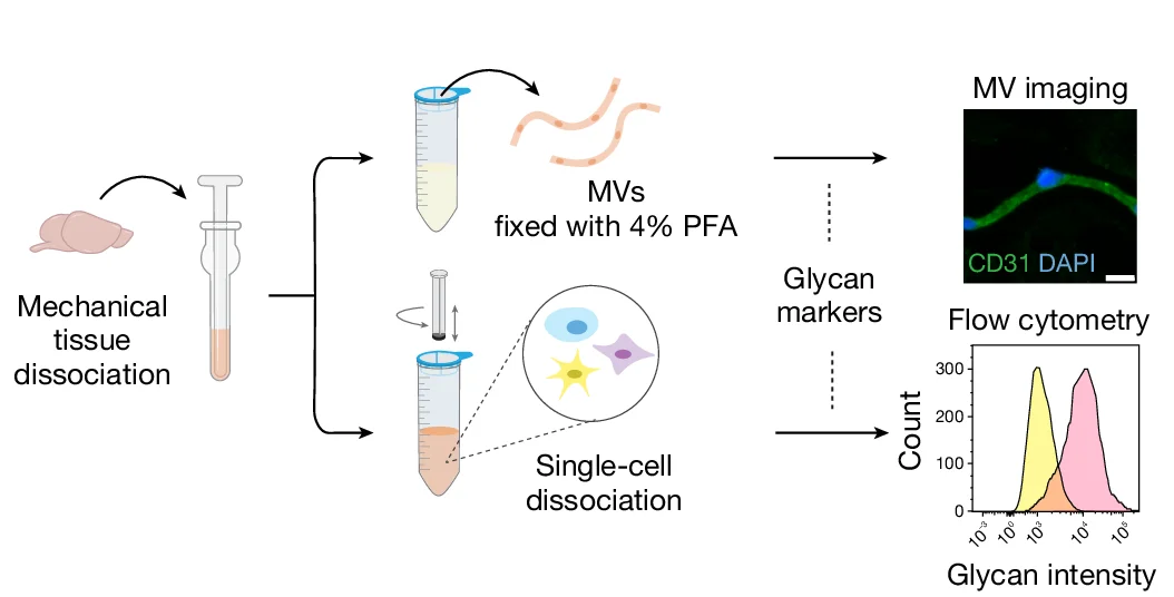 Open access visualization of Workflow, Microscopy, Density Plot, Glycan, Glycoconjugate