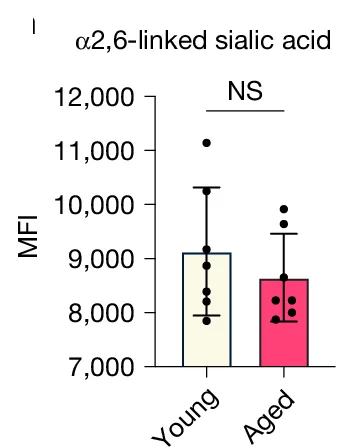 Open access visualization of Bar Plot, Error Bars, Scatter Plot, Median Fluorescence Intensity, 2,6-Linked Sialic Acids