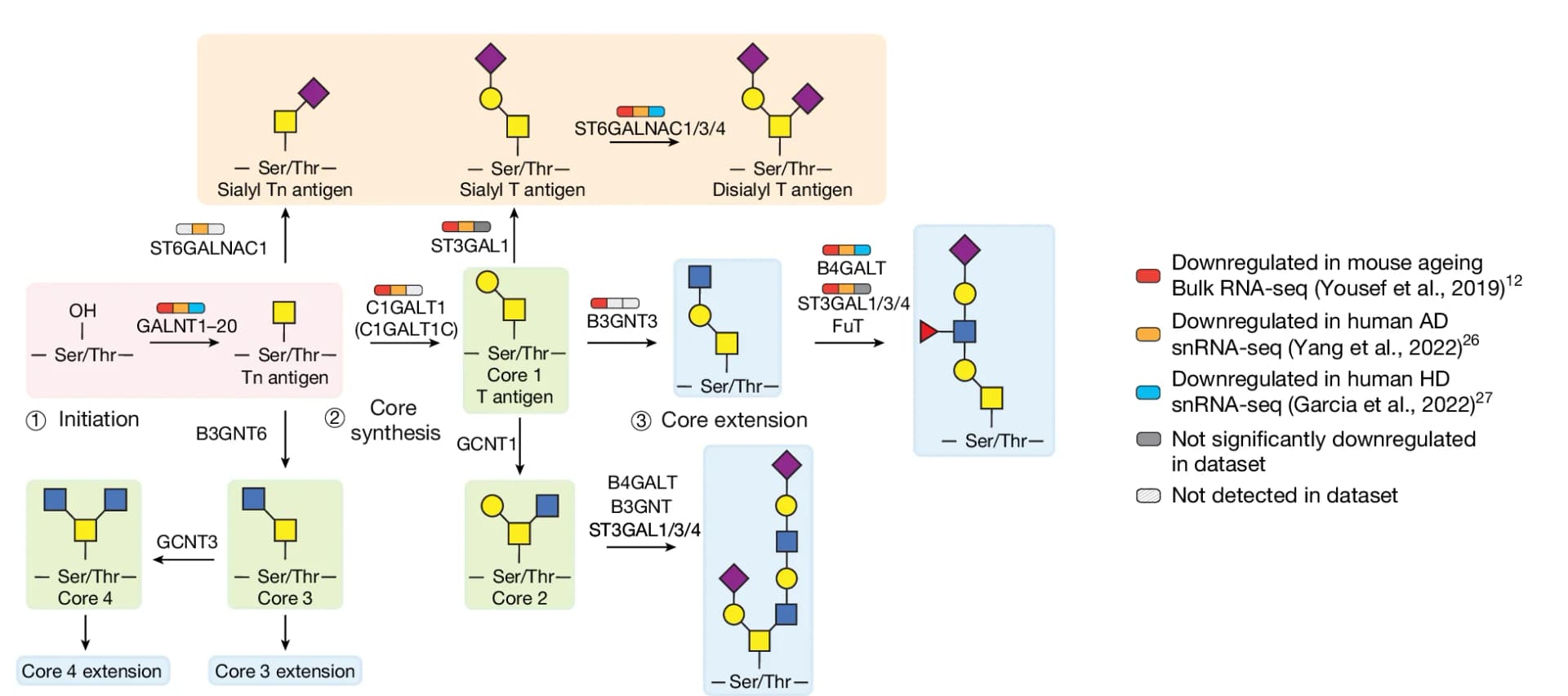 Open access visualization of Workflow, Mucin-Type O-Glycan, Biosynthetic Pathway, Brain Endothelial Core 1, Mice