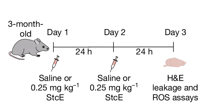 Open access visualization of Workflow, Illustration, Luminal Mucin-Domain Glycoprotein, StcE Treatment, Haematoxylin and Eosin