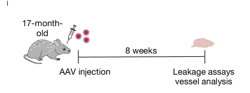 Open access visualization of Workflow, Illustration, C1GALT1, B3GNT3, Overexpression