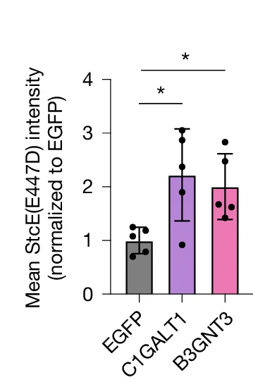 Open access visualization of Bar Plot, Error Bars, Scatter Plot, Quantification, Mucin-domain Glycoprotein