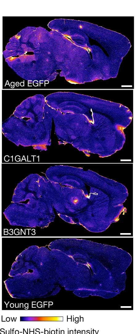 Open access visualization of Microscopy, Sulfo-NHS-biotin, Leakage, Brain Sections, AAV Transduction