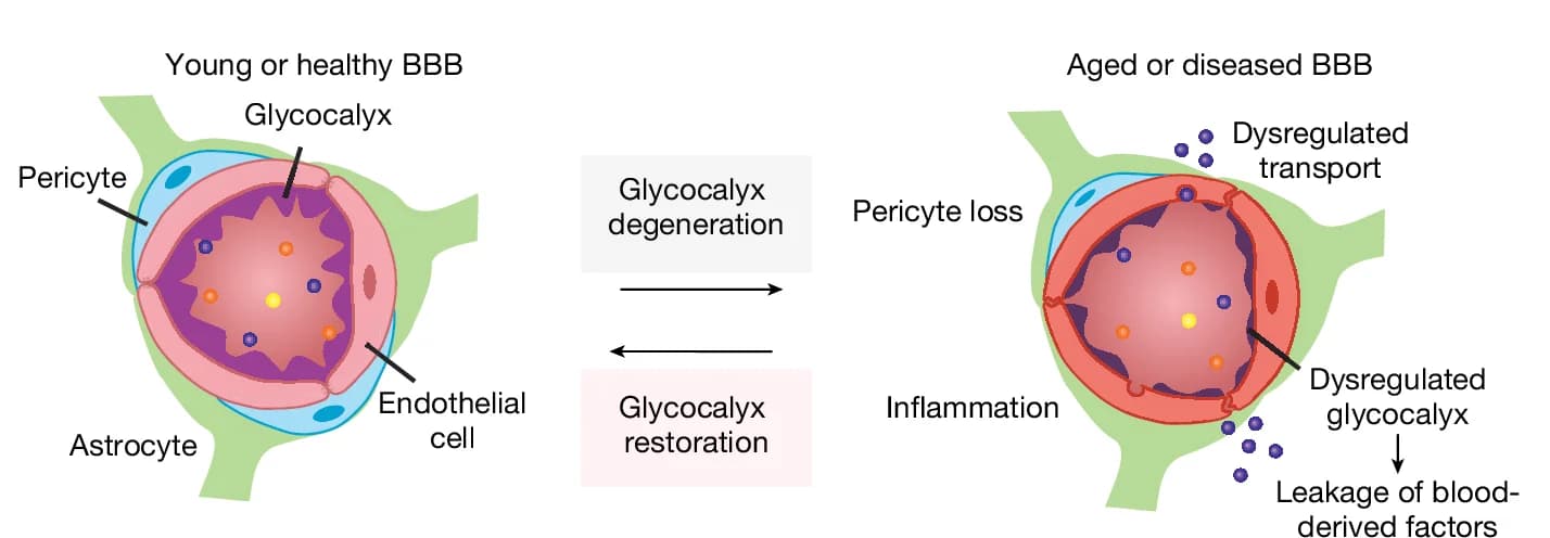 Open access visualization of Illustration, BBB Dysfunction, Aging, Neurodegenerative Disease, Brain Endothelial Glycocalyx