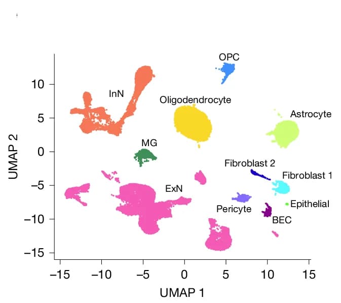 Open access visualization of UMAP, Nuclei, Cortical Tissue, Hippocampal Tissue, Young AAV-EGFP