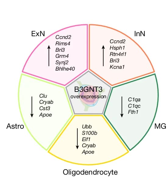 Open access visualization of Pathway, DEGs, Cell Type, AAV-B3GNT3 Treatment, Aged Mice