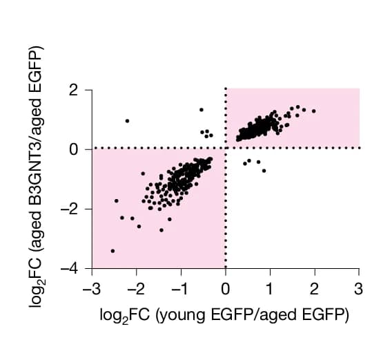 Open access visualization of Scatter Plot, ExN DEG, Fold Changes, B3GNT3 Overexpression, Reverse Aging