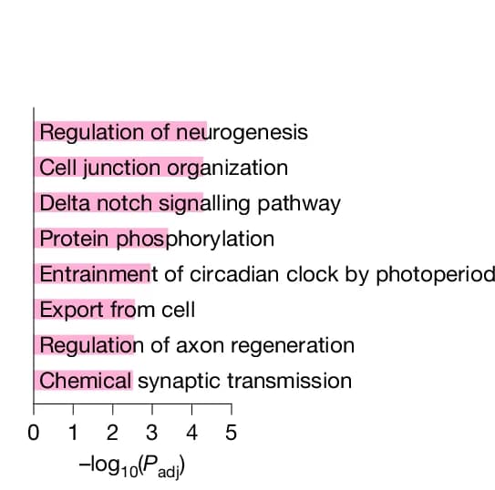Open access visualization of Bar Plot, Upregulated Pathways, ExN, DEGs, AAV-B3GNT3 Treatment