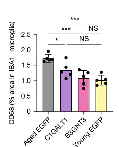 Open access visualization of Bar Plot, Error Bars, CD68 Signal, IBA1 Microglia, One-way ANOVA