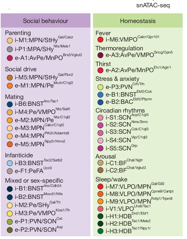 Open access visualization of Illustration, Table Image, Cell Types, Social Behavior, Homeostatic Control